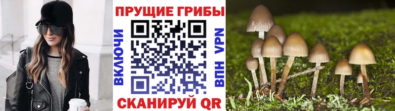 дарк нет формула  Муравленко  Галлюциногенные грибы мицелий  где продают  