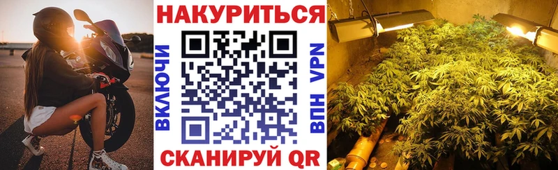 Каннабис сатива  Муравленко 
